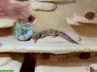 Leopardgecko, weiblich, Jahrgang 2008 sucht Zuhause