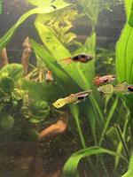 8 Endler Guppys abzugeben