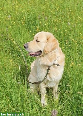 Bild 2: Golden Retriever Deckrüde