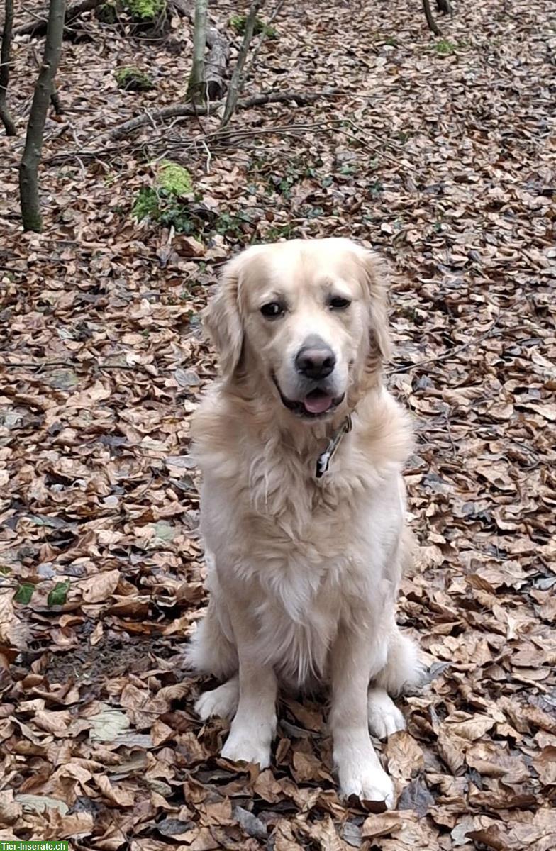 Bild 3: Golden Retriever Deckrüde