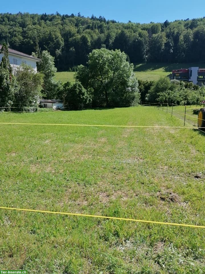 Bild 3: Pferdebox mit viel Auslauf zu vermieten, Tecknau BL