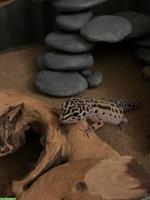 Leopardgecko, weiblich, Jahrgang 2012, blind sucht Zuhause