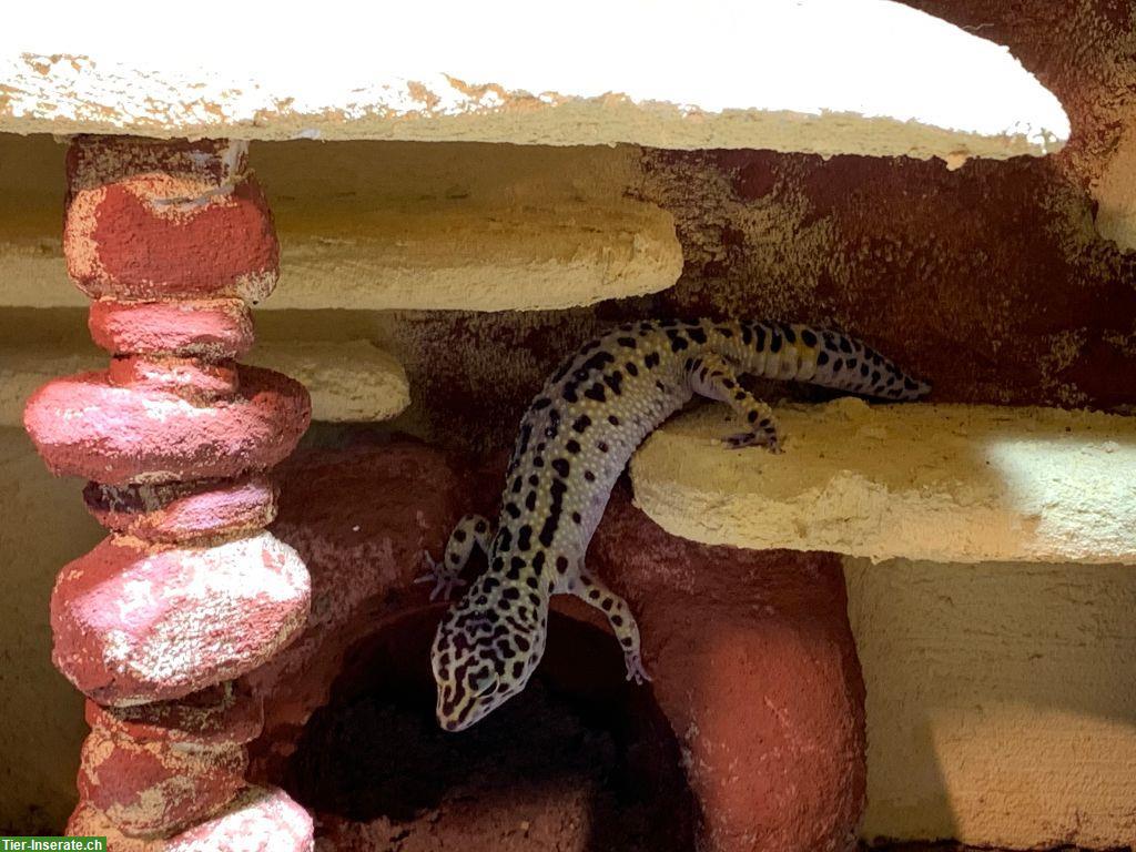 Bild 2: Leopardgecko, weiblich, Jahrgang 2012, blind sucht Zuhause