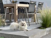 Pomeranian Hunde Paar sucht neues Zuhause