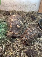 Zuchtgruppe Sternschildkröten in gute Hände abzugeben