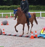 Superlieber Pony Wallach sucht neues Zuhause