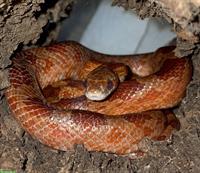 Kornnatter, Pantherophis guttatus «Bloodred» - Bloody Valentine