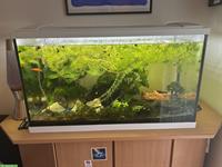 Eheim Aquarium 180 Liter mit Unterschrank und Zubehör