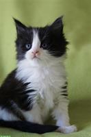 Maine Coon Kitten suchen liebevolles Zuhause