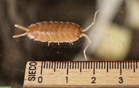 Porcellio magnificus (Zierasseln) abzugeben