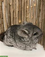 Zahmes Chinchilla Paar sucht ein Zuhause