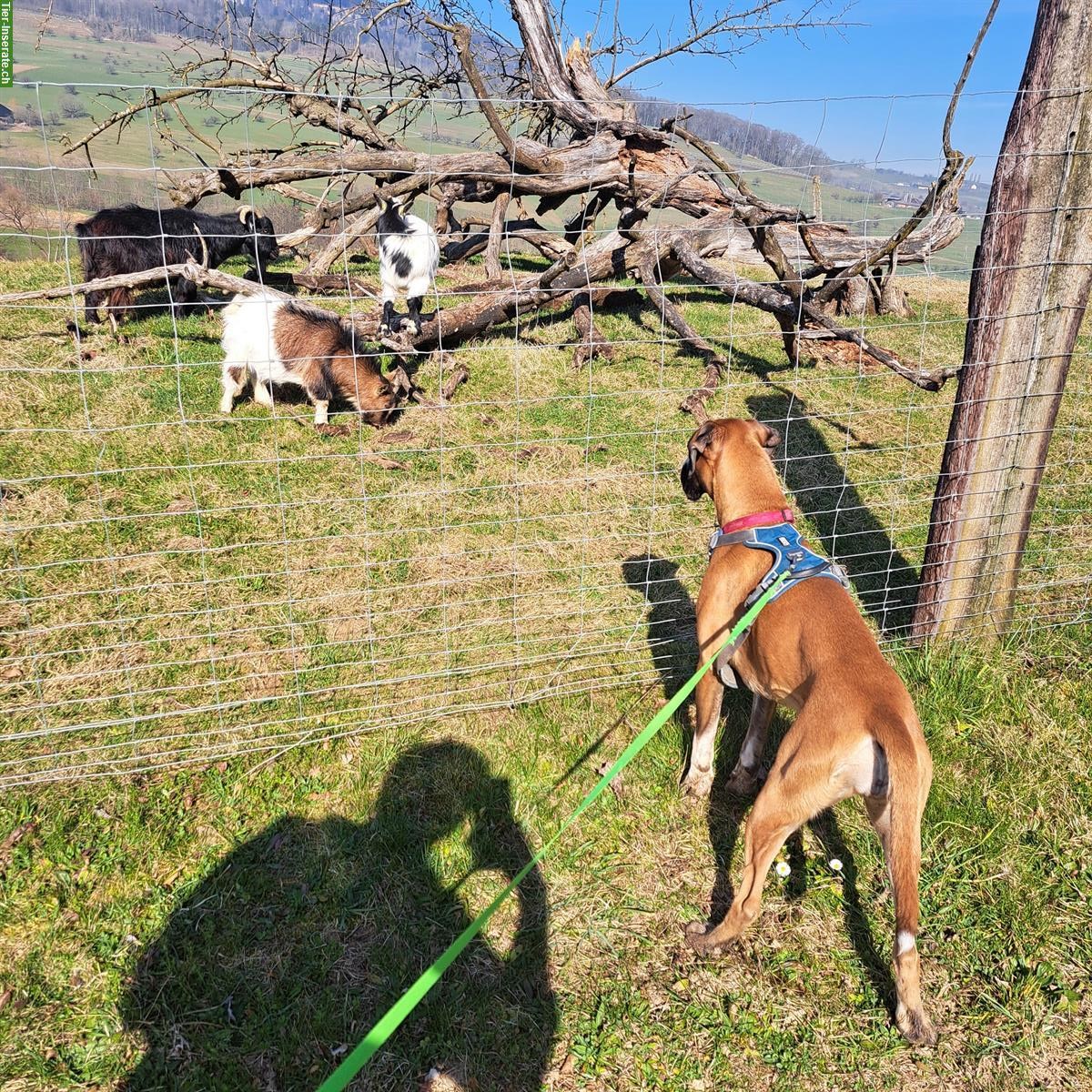 Bild 3: Hunde Tages-/Ferienplätze ab Juli frei in 5212 Hausen AG
