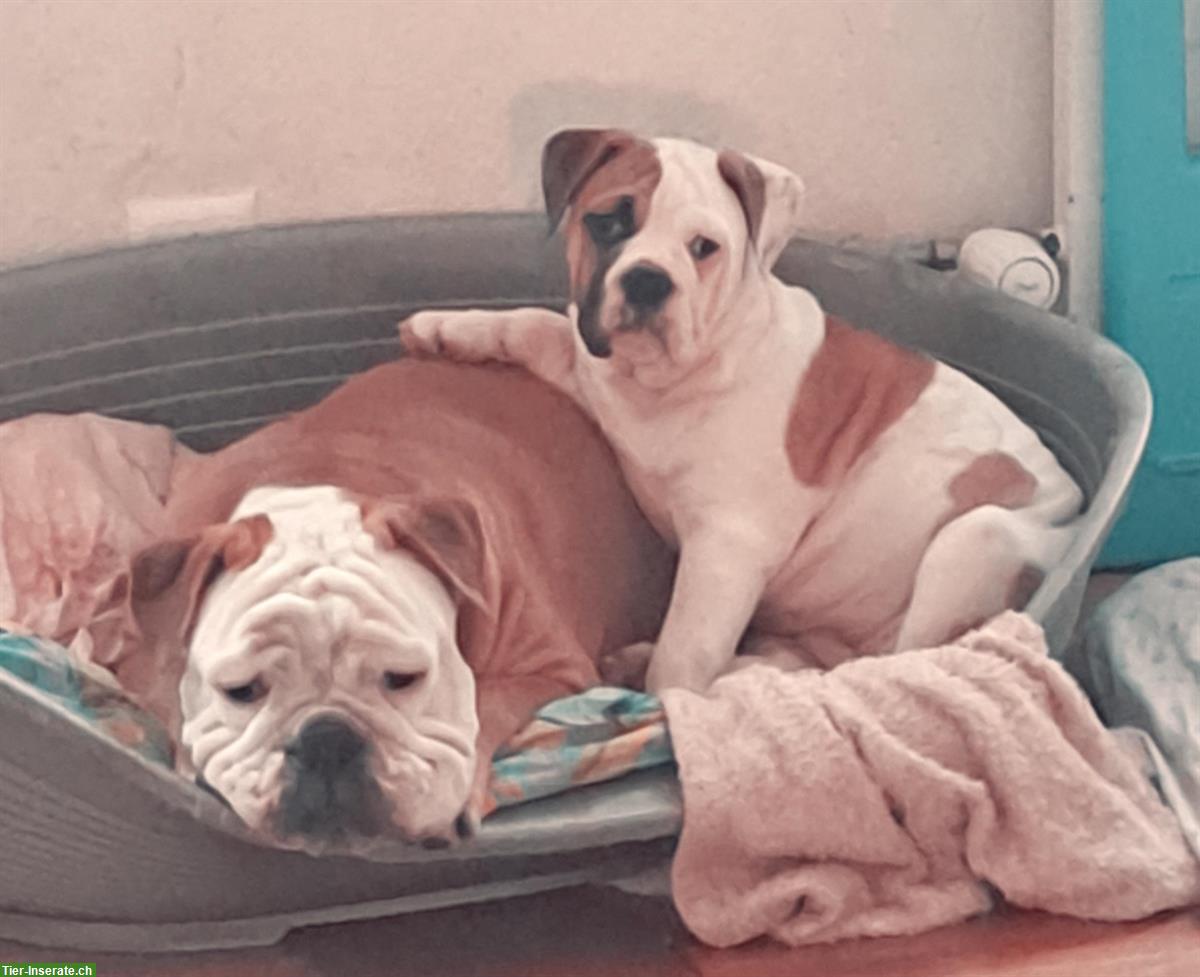 Bild 5: Hunde Tages-/Ferienplätze ab Juli frei in 5212 Hausen AG