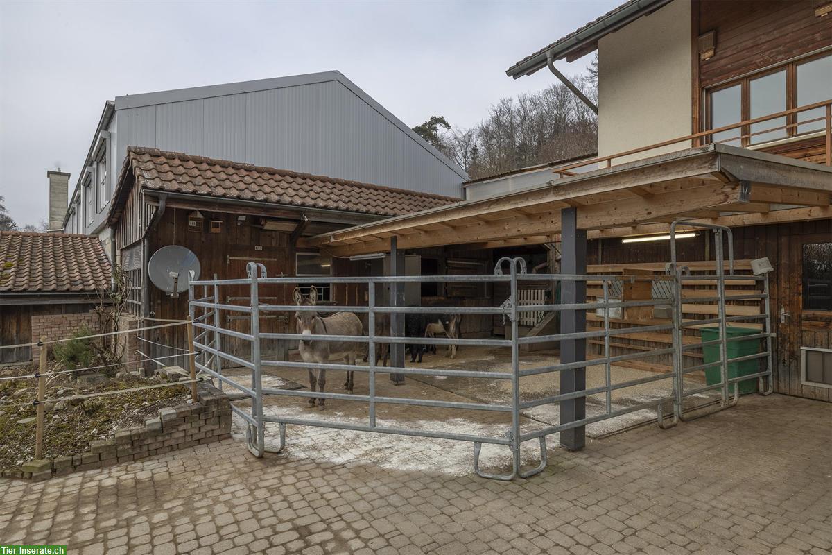 Bild 3: Wohnhaus mit Studio und Nebengebäuden - für Tierfreunde