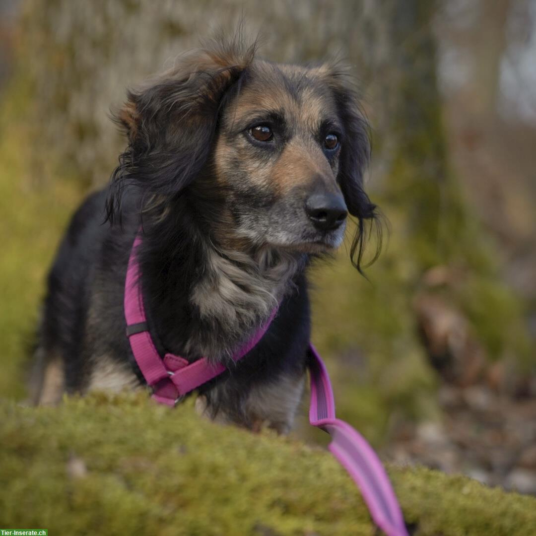 Bild 2: Lisa, tolle Hündin, Spaniel mix, kastriert vom Tierschutz