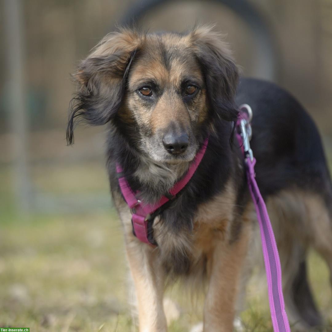 Bild 5: Lisa, tolle Hündin, Spaniel mix, kastriert vom Tierschutz
