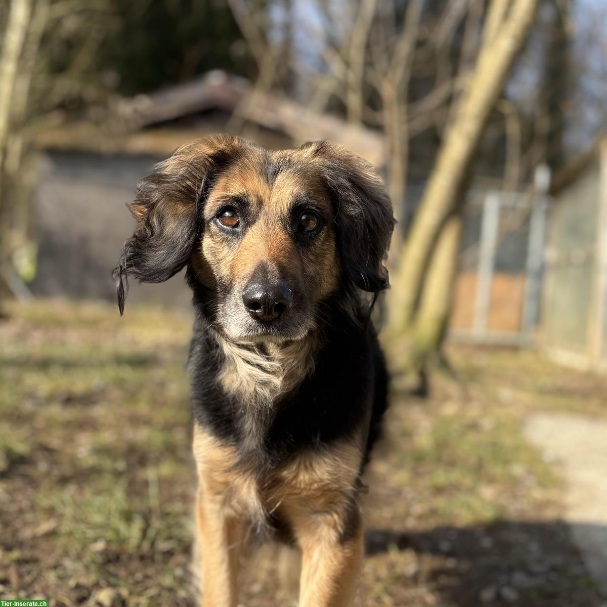 Bild 7: Lisa, tolle Hündin, Spaniel mix, kastriert vom Tierschutz